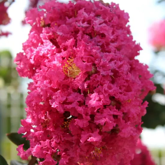 Lilas des indes 'Petit canaille rose'
