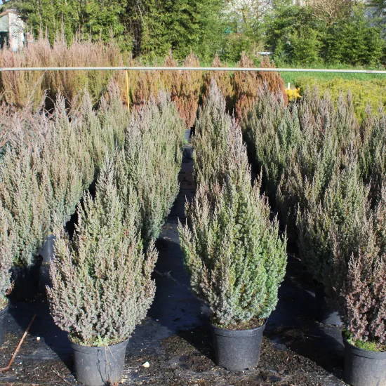 Genévrier de Chine Stricta, Genévrier de Chine colonnaire