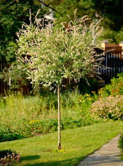Saule crevette 'Hakuro nishiki'
