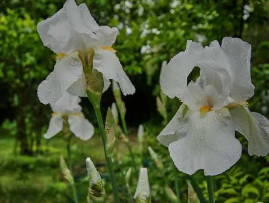 Iris d'allemagne 'Glacier blanc'