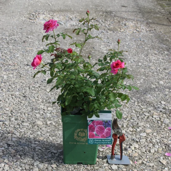 Rosier 'Gabriel oak '