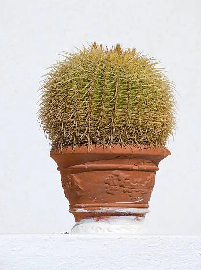 Cactus oursin