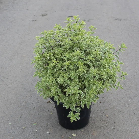Pittospore 'Variegatum'