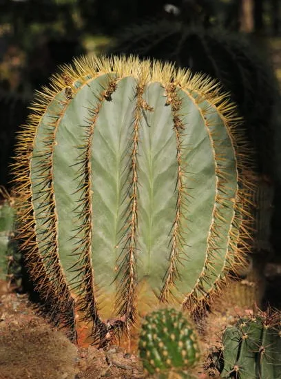 Cactus solitaire globulaire