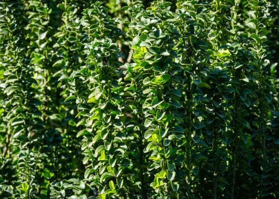 Fusain du japon 'Green spire'