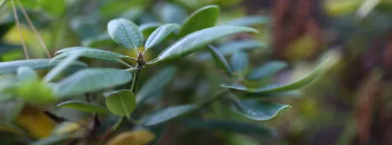 Houx crénelé 'Carolina upright'