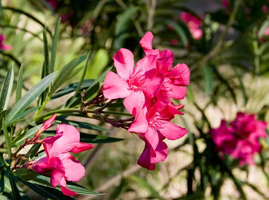 Laurier rose 'Géant des batailles" (Commandant Barthélémy)