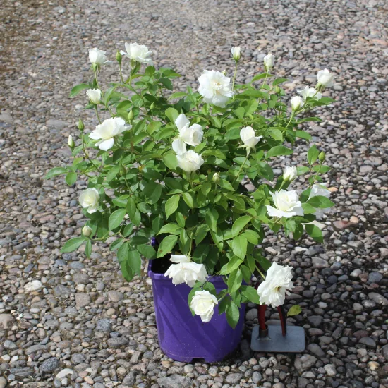 Rosier 'Iceberg '