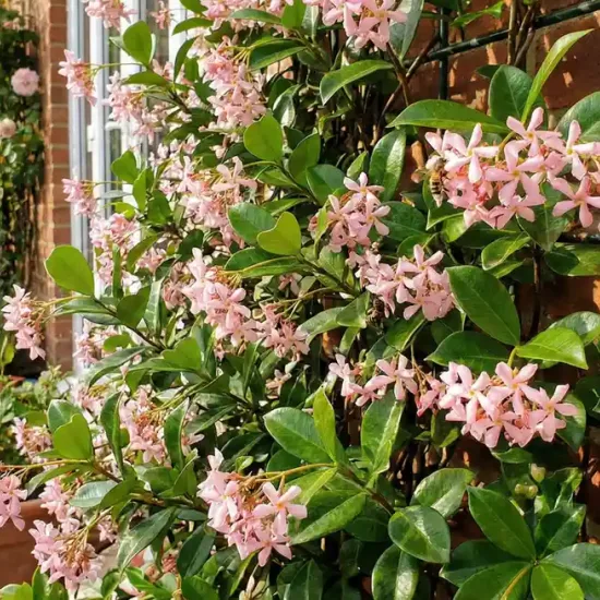 Faux-jasmin 'Rose d'inde'