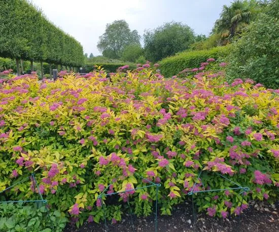 Spirée à floraison rouge 'Goldflame'