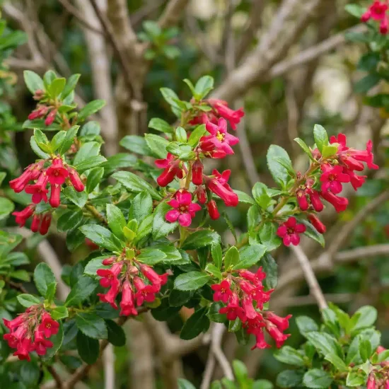 Escallonia 'Glowing embers'
