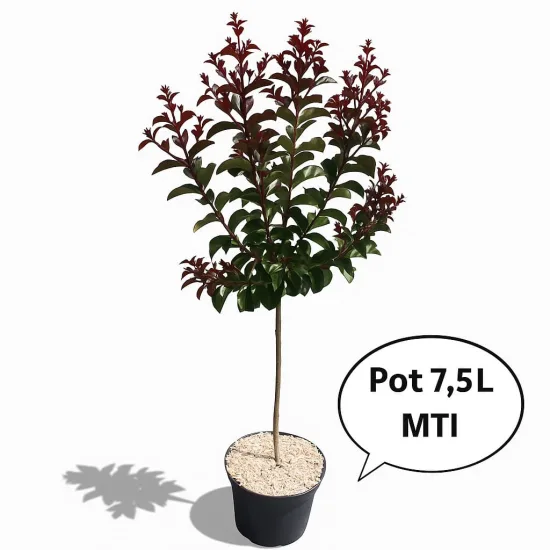 Lilas des indes 'Jacqueline desmartis'