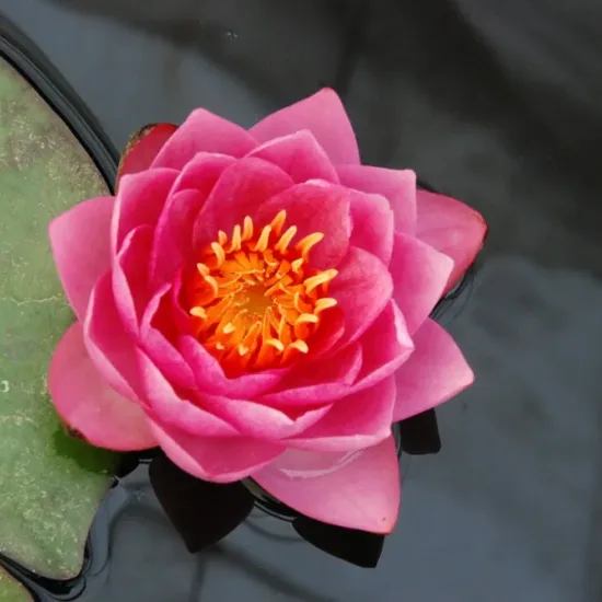 Nénuphar 'James brydon'