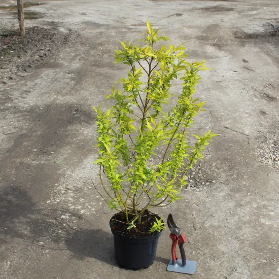 Saule des sakhalines 'Golden sunshine'