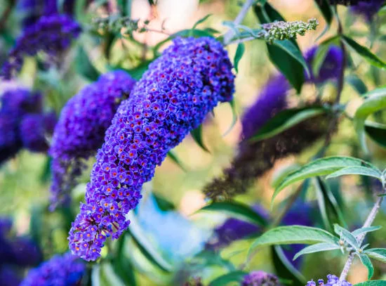 Arbre aux papillons 'Nanho blue bleu azur'