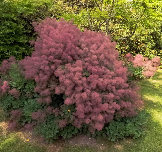 Arbre à perruque 'Dusky maiden'