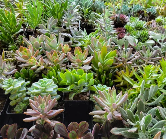 Orpin/sedum nevii 'silver frost'