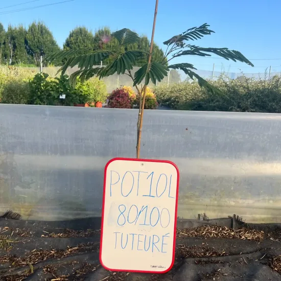 Arbre à soie