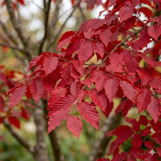 Charme commun 'Rock hampton red'