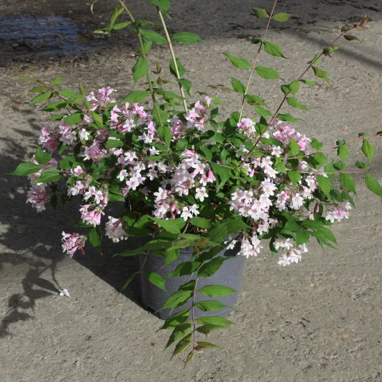 Buisson de beauté 'Pink cloud'