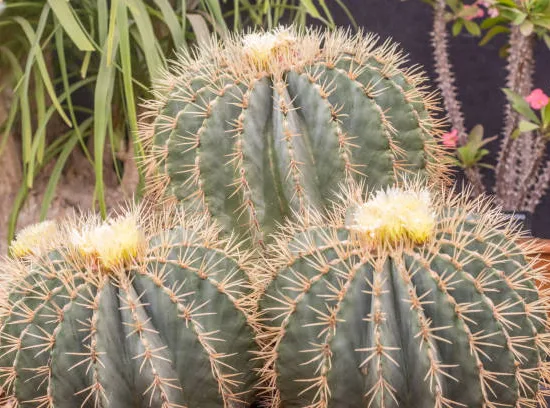 Cactus solitaire globulaire