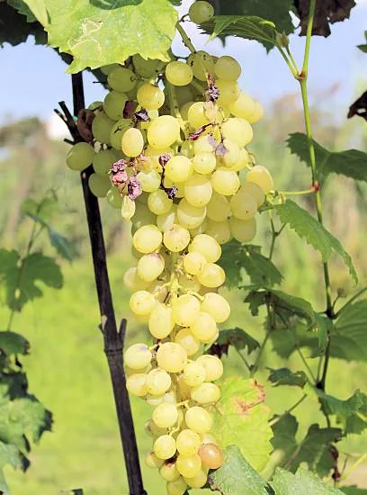 Vigne 'De table italia'