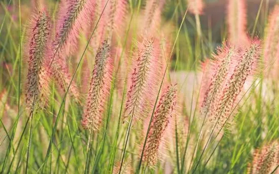 Pennisetum 'Flamingo'