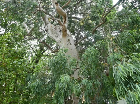 Eucalyptus commun
