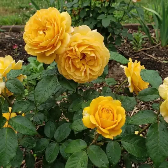 Rosier 'Bataclan '
