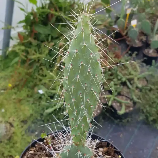 Opuntia  polyacantha