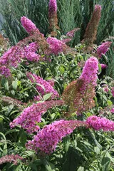 Arbre aux papillons 'delight rose'