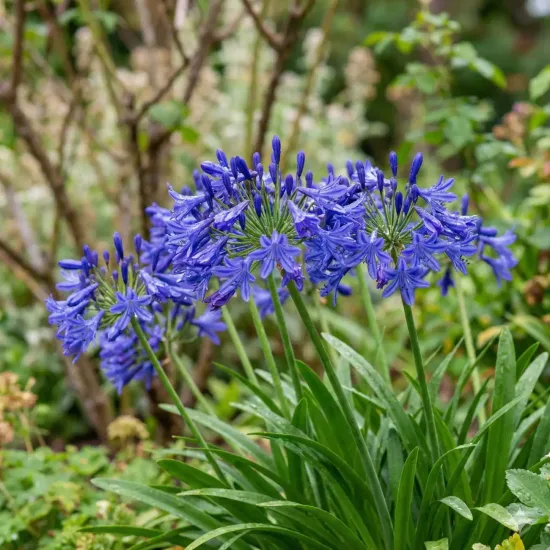 Agapanthe 'Brilliant blue'