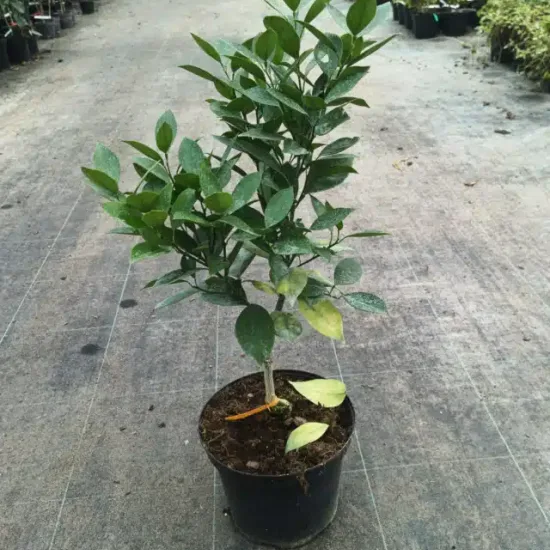 Oranger 'Valencia red'