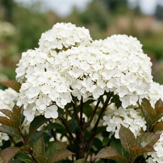 Hortensia 'Chocolate ever bells'