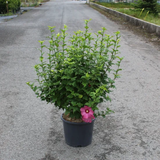 Althéa 'Woodbridge rge clair'