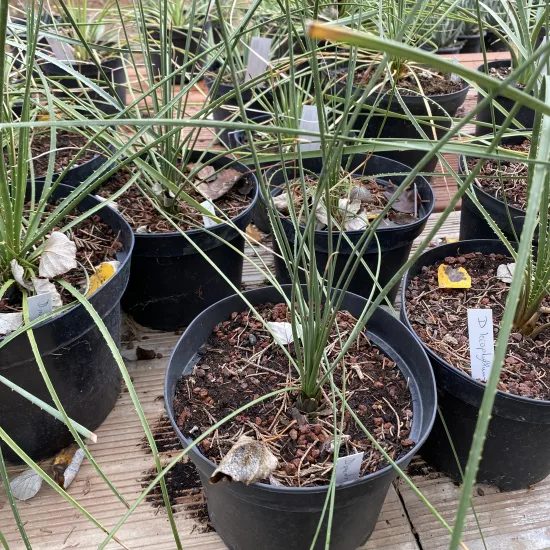Sotol filiforme