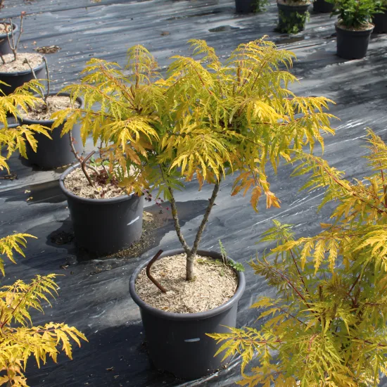 Sumac de virginie 'Tiger eyes'
