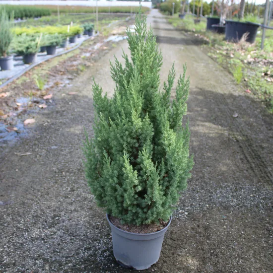 Genévrier de Chine Stricta, Genévrier de Chine colonnaire