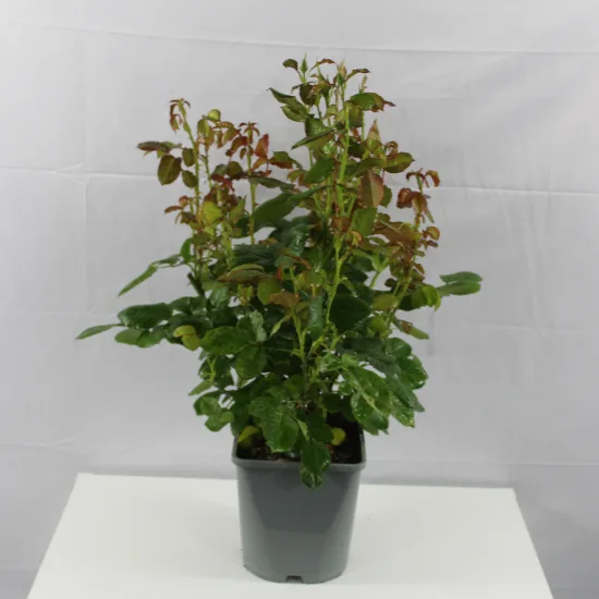 Rosier 'King arthur '