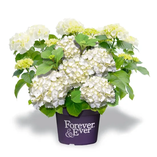 Hortensia 'Forever and ever blanc'