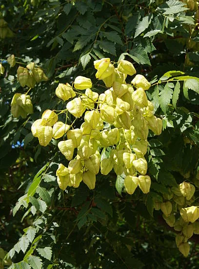 Sureau 'Goldenrain'