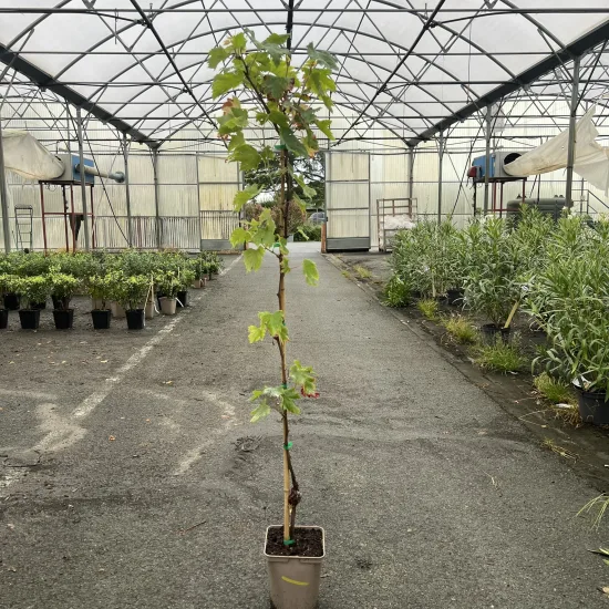 Vigne 'De table autumn royal seedless'