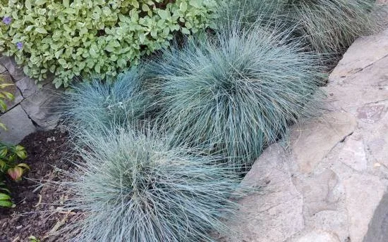Fétuque 'Easy blue'