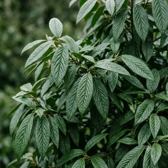 Viorne 'Le bois marquis'