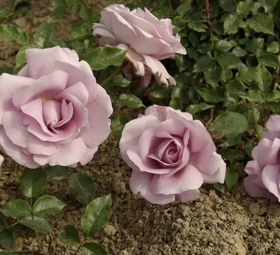 Rosier 'Rose synactif by shiseido'