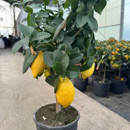 Citronnier 'Lunario'