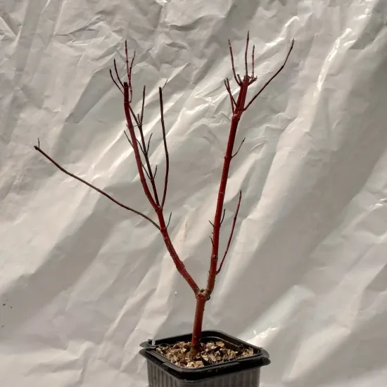 Cornouiller blanc 'Elegantissima'