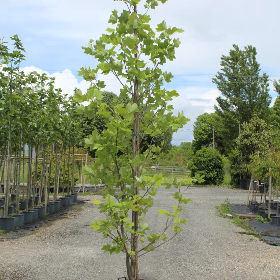 Tulipier de Virginie