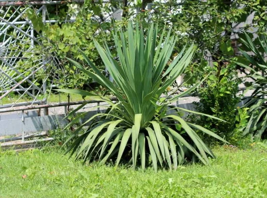 Yucca Jewel