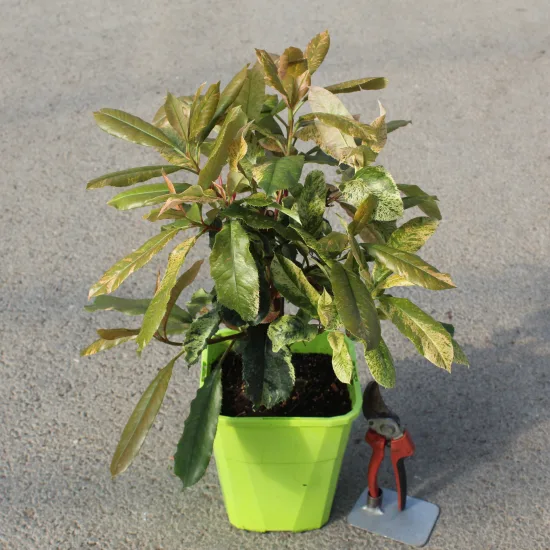 Photinia 'Pink crispy'
